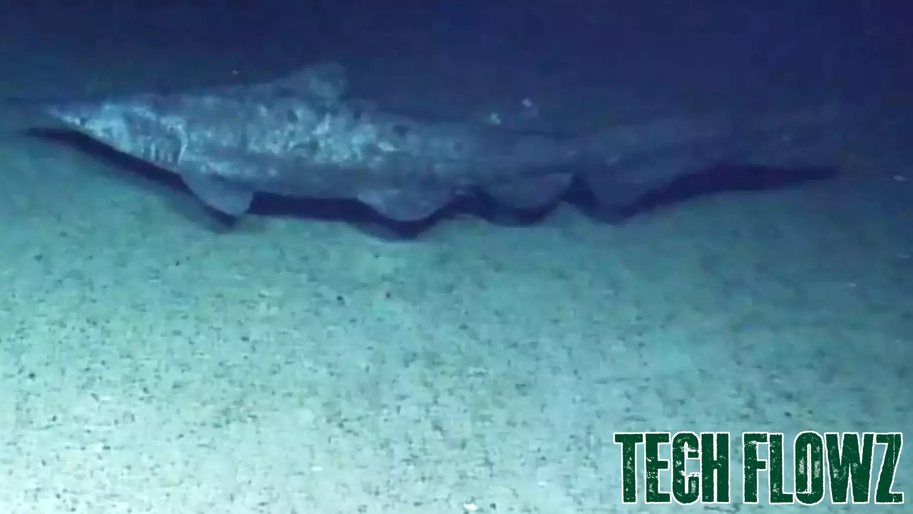 Advanced deep-sea technology helps document first live observations of iconic goblin shark
