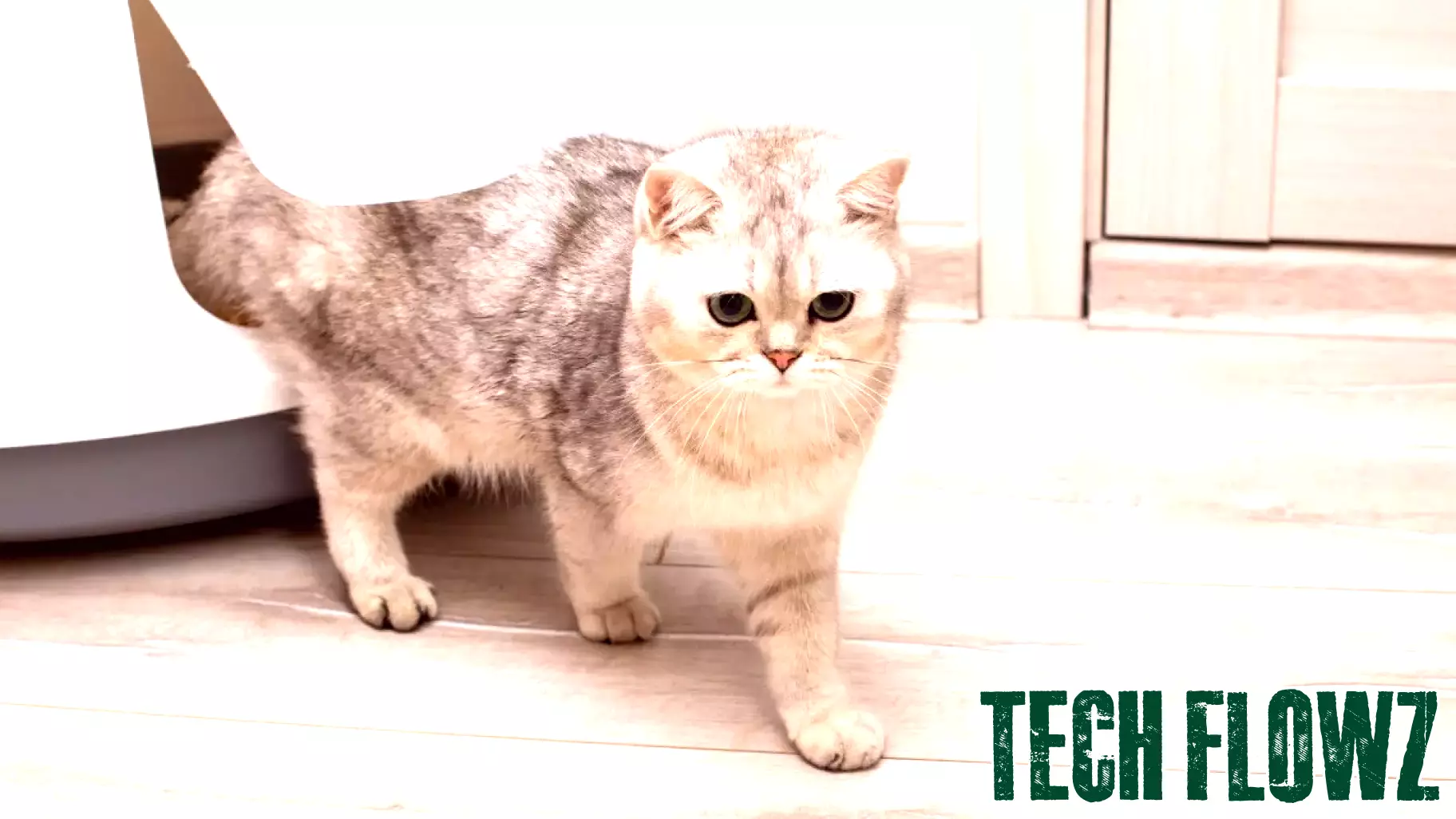 AI Revolutionizes Cat Care with Self-Cleaning Litter Box