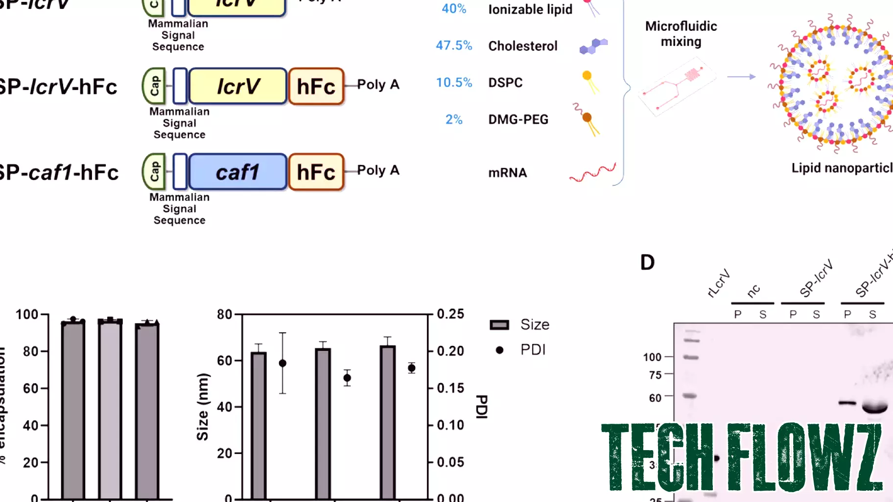 Breakthrough in mRNA Technology: First Vaccine Against Antibiotic-Resistant Bacteria