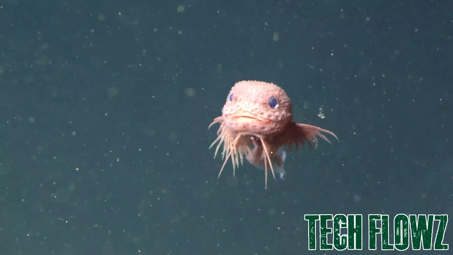 New Discoveries in the Deep: Unveiling a Unique Species of Snailfish