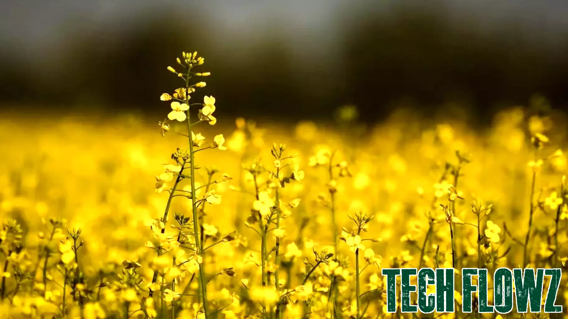 New gene technology could help Canadian canola cope with extreme weather