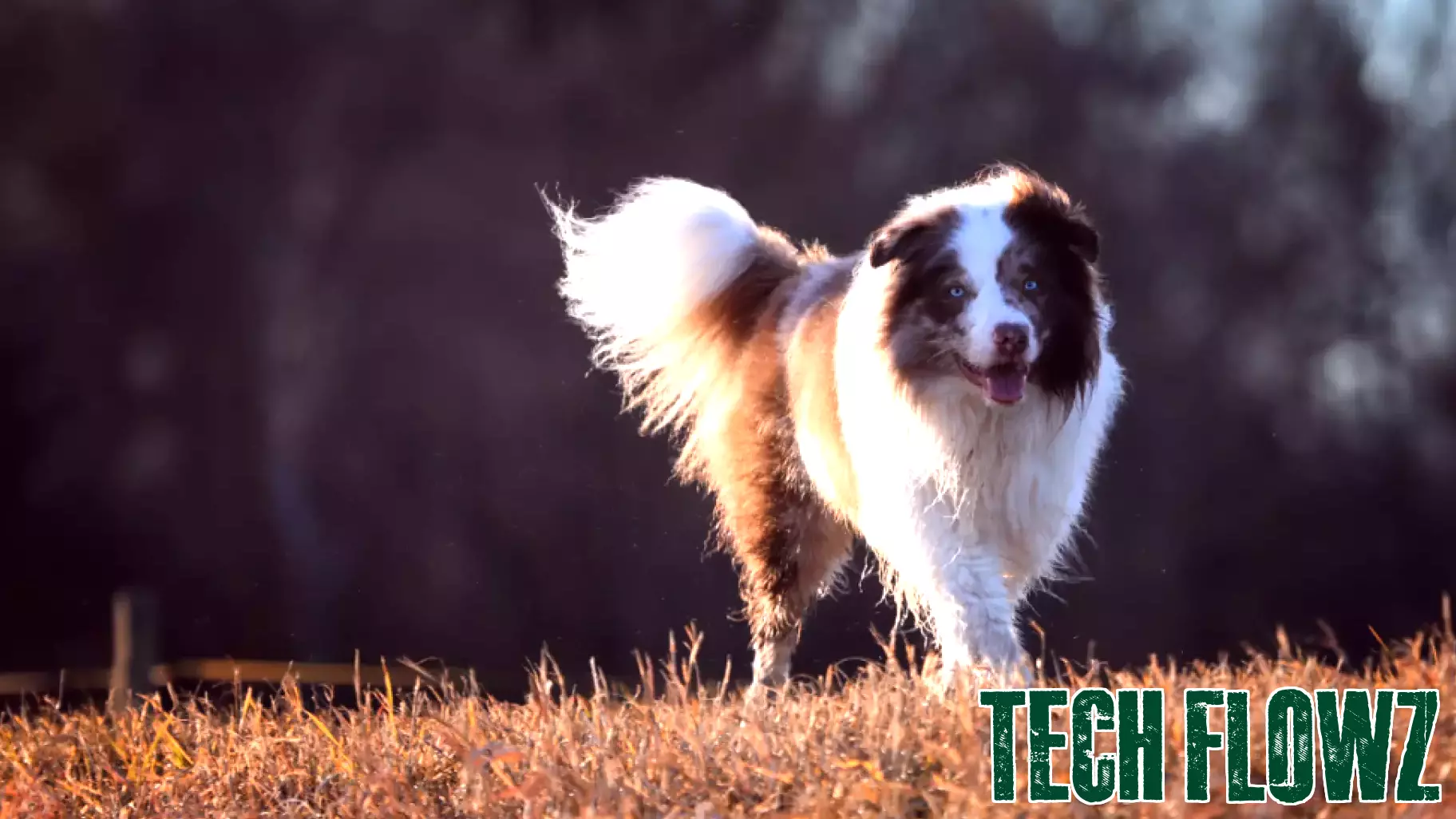 Veterinary neurologist repurposes technology from human medicine to diagnose epilepsy in dogs