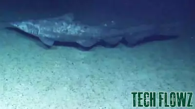 Advanced deep-sea technology helps document first live observations of iconic goblin shark