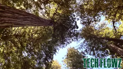 MSU uses 3D mapping technology and AI for forest management