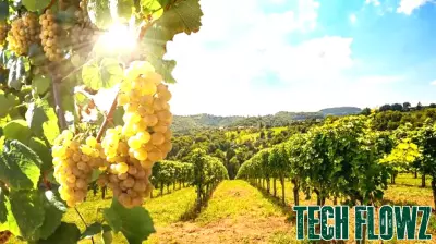 Revolutionizing Wine Grape Cultivation Through Genomics